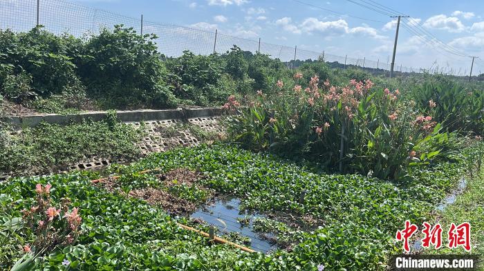 生態(tài)溝渠?！堁┯?攝