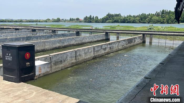 內(nèi)循環(huán)流水槽養(yǎng)魚新模式。　張雪盈 攝