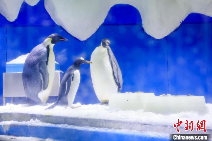 帝企鵝在冰塊旁踱步?！°蟛?攝