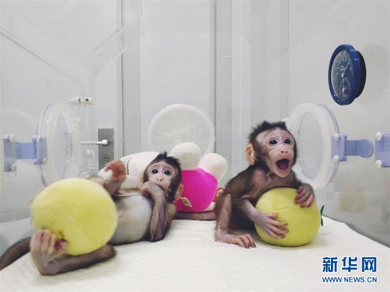 圖為體細(xì)胞克隆猴“中中”和“華華”。（圖源：新華網(wǎng)）