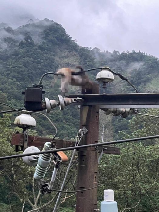 苗栗縣南莊山區(qū)無預(yù)警停電 獼猴惹禍觸電焦黑亡 苗栗縣南莊山區(qū)無預(yù)警停電 獼猴惹禍觸電焦黑亡