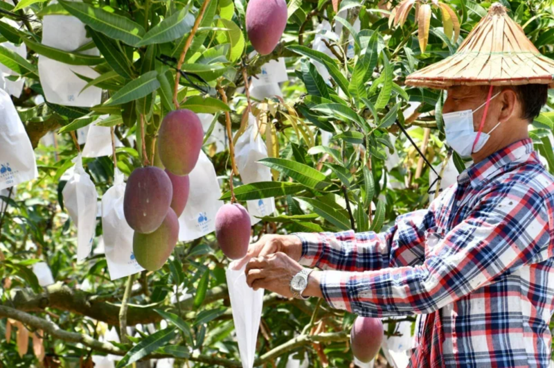 大陸決定暫停臺(tái)灣芒果輸入，小農(nóng)認(rèn)為影響不大，但擔(dān)心內(nèi)銷量增，影響國(guó)內(nèi)市場(chǎng)行情。圖非當(dāng)事人。圖／臺(tái)南市政府農(nóng)業(yè)局提供 聯(lián)合報(bào)