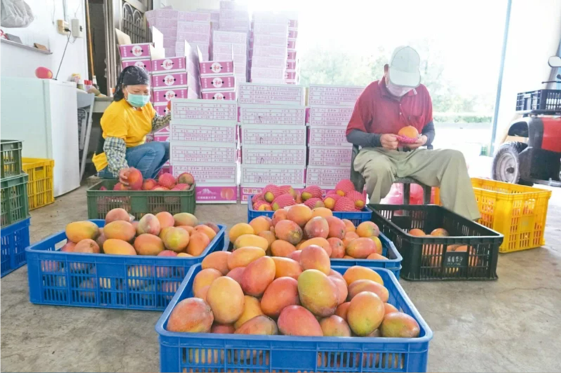 大陸國(guó)臺(tái)辦昨天宣布，自昨日起暫停臺(tái)灣芒果輸陸，引起兩岸關(guān)注。圖為農(nóng)民將盛產(chǎn)成熟的愛(ài)文芒果採(cǎi)摘下來(lái)，送到產(chǎn)銷班分級(jí)、包裝。本報(bào)資料照片 聯(lián)合報(bào)