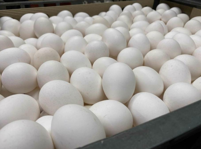 巴西進(jìn)口蛋相關(guān)爭議持續(xù)延燒。圖片來源：臺灣“中時(shí)新聞網(wǎng)”李柏澔攝。