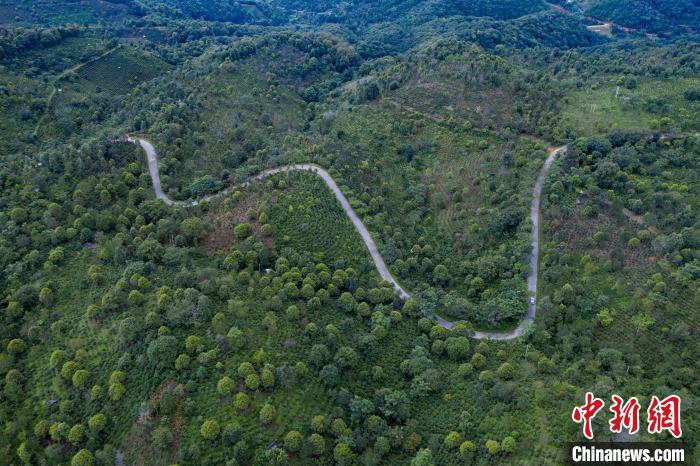 景邁山古茶林航拍圖?！≠Z翔攝