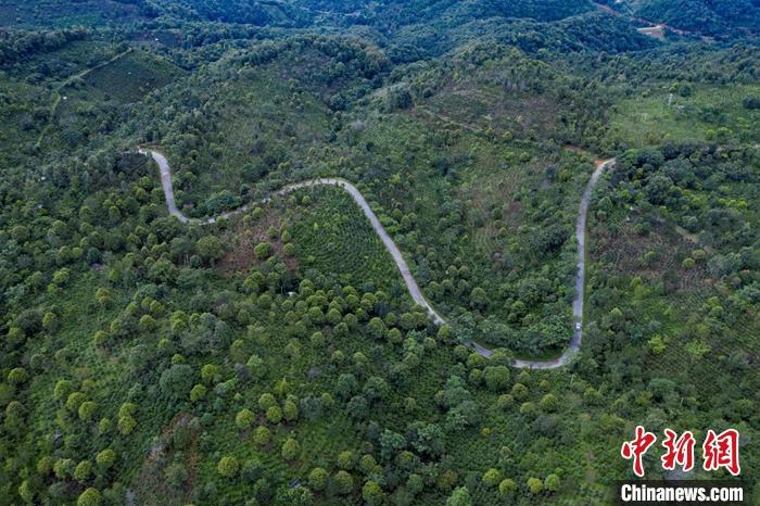 景邁山古茶林航拍。 賈翔攝