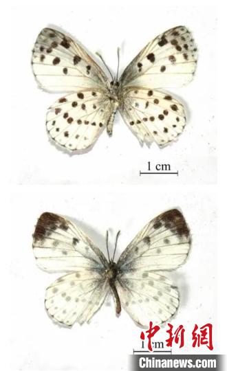 武夷山國家公園(江西片區(qū))發(fā)現(xiàn)全球蝶類新物種