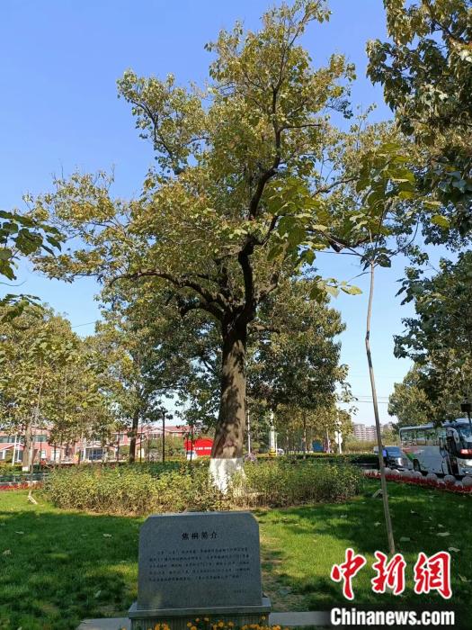 焦裕祿親手栽下的泡桐樹(shù)“焦桐”。 左雨晴 攝