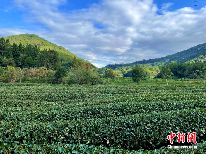圖為燕子窠生態(tài)茶園。<a target='_blank' href='/' >中新網(wǎng)</a>記者 袁秀月 攝