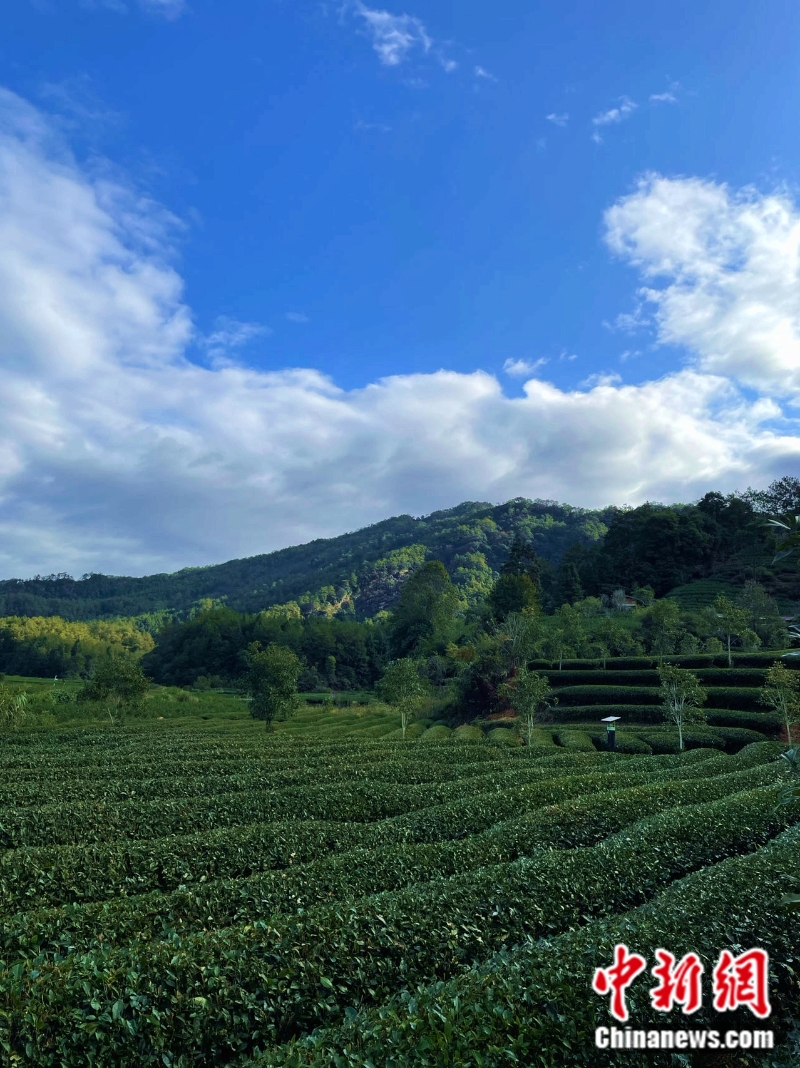 圖為燕子窠生態(tài)茶園。<a target='_blank' href='/' >中新網(wǎng)</a>記者 袁秀月 攝