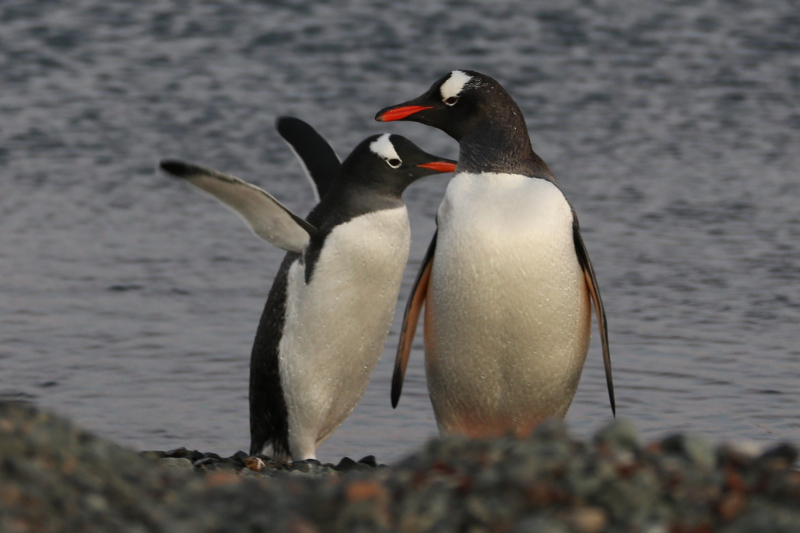 中國南極長城站站區(qū)里的企鵝。（圖源：新華社）