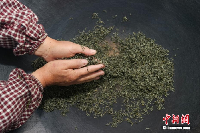 貴定縣云霧鎮(zhèn)一家茶葉加工坊工人用傳統(tǒng)手工方式將“云霧貢茶”揉制成形。瞿宏倫 攝