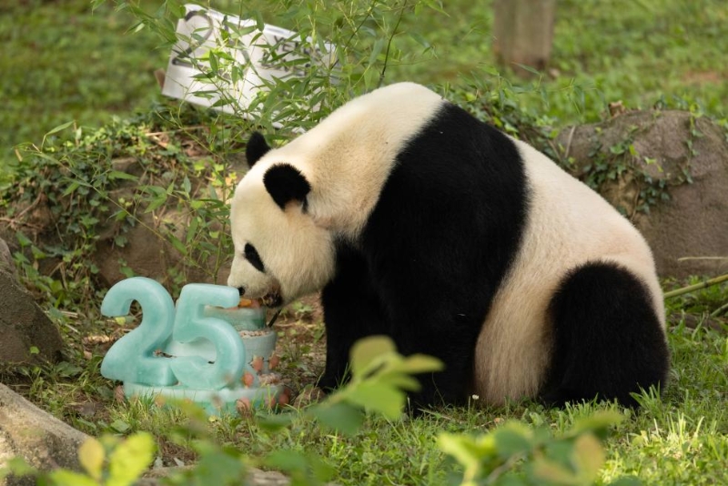 7月22日，在美國華盛頓史密森學(xué)會國家動物園，迎來25歲生日的大熊貓“美香”享用生日蛋糕。（圖源：新華社）