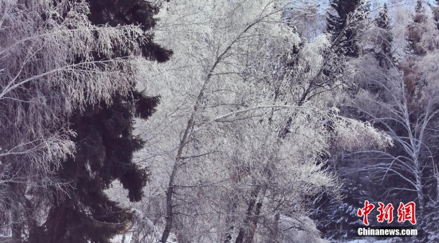 新疆富蘊額爾齊斯大峽谷：瓊花玉樹 唯美冬韻
