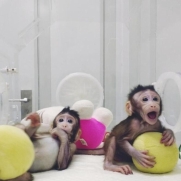 復(fù)制重生！中國科學(xué)家再次讓全球矚目