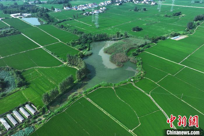 航拍安徽七門堰灌區(qū)一隅。(無人機照片)李濤攝