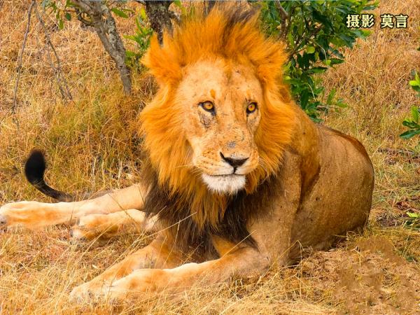 莫言公開喊話：親愛的余華！網(wǎng)友看完笑抽了……