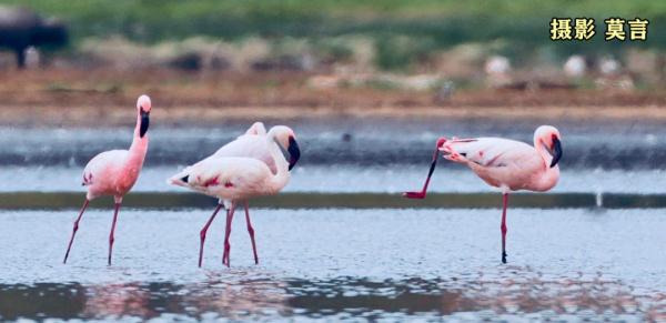 莫言公開喊話：親愛的余華！網(wǎng)友看完笑抽了……