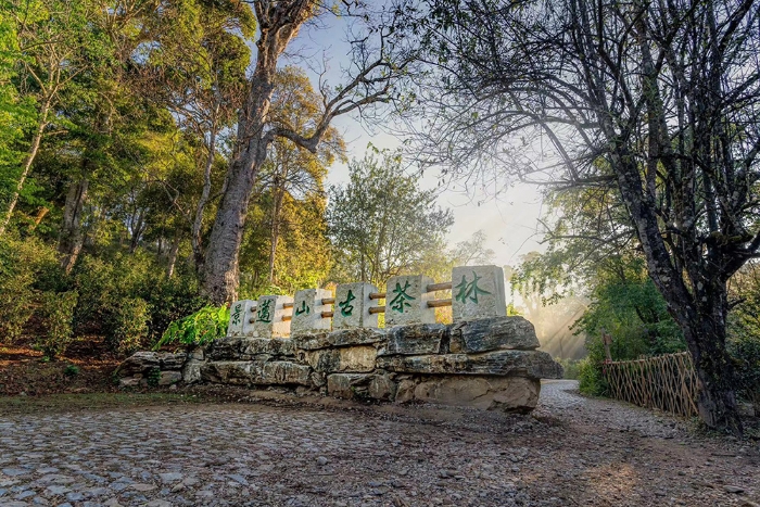 景邁大寨古茶林入口。普洱景邁山古茶林保護(hù)管理局供圖