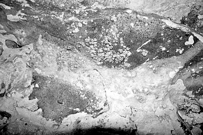 追溯人類更遠古的藝術(shù)靈感 追溯人類更遠古的藝術(shù)靈感