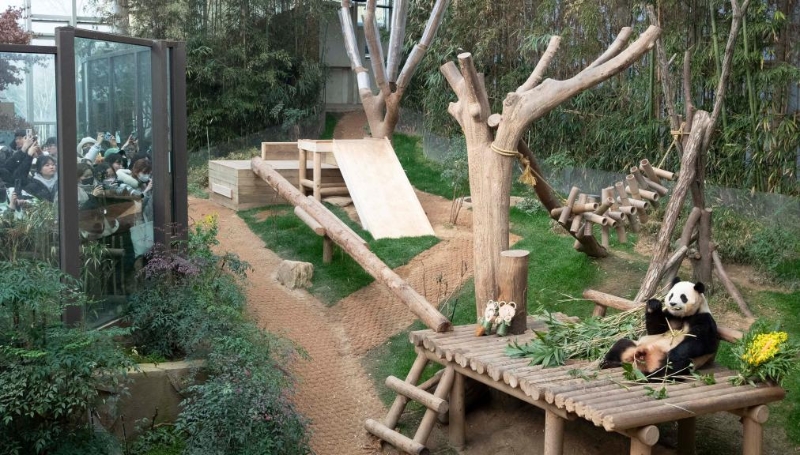 3月3日，人們在位于韓國京畿道龍仁市的愛寶樂園觀看大熊貓“福寶”。新華社記者姚琪琳攝