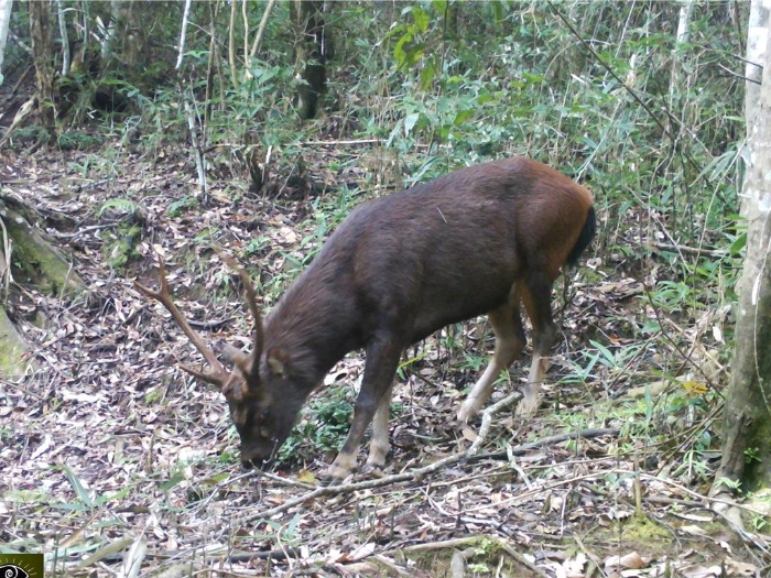 太魯閣國家公園管理處委託屏東科技大學(xué)教授翁國精主持，針對轄區(qū)內(nèi)廢棄礦區(qū)周邊山域野生哺乳動物進行生態(tài)監(jiān)測，在中低海拔拍攝到臺灣水鹿影像。（太管處提供／王志偉花蓮傳真））