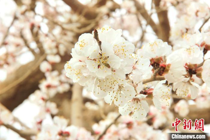 新疆英吉沙：“杏”?；ㄩ_“香”約春日游園會(huì)