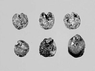 東胡林遺址：新舊石器時(shí)代文化過(guò)渡的見證