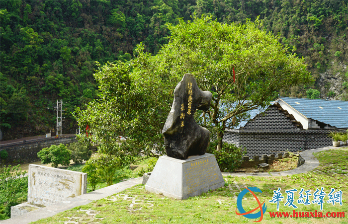 保靖黃金茶古茶樹王。（攝影：虞鷹）