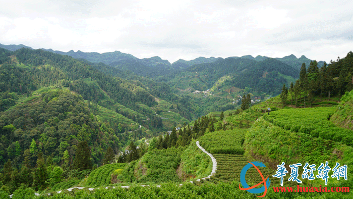 國茶村茶園。（攝影：虞鷹）