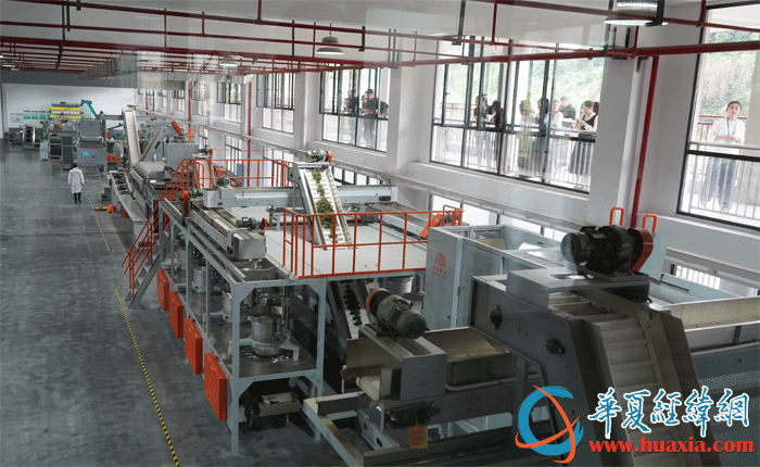 采訪團(tuán)一行參訪拍攝神秘谷茶業(yè)公司的全自動智能化綠茶生產(chǎn)線。（攝影：虞鷹）