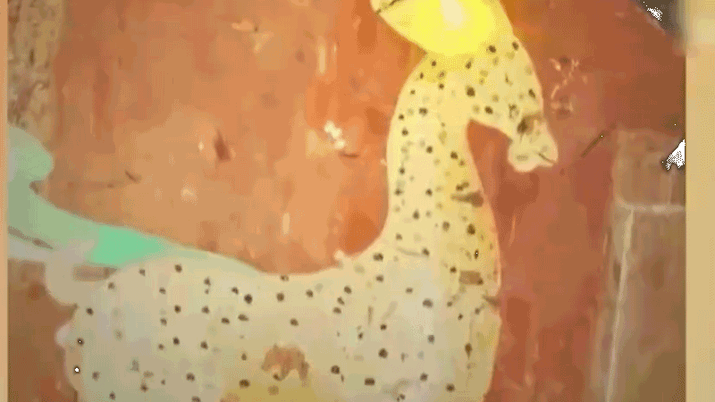 在全新技術支持下，敦煌莫高窟實現(xiàn)了窟內(nèi)文物窟外看的新體驗。