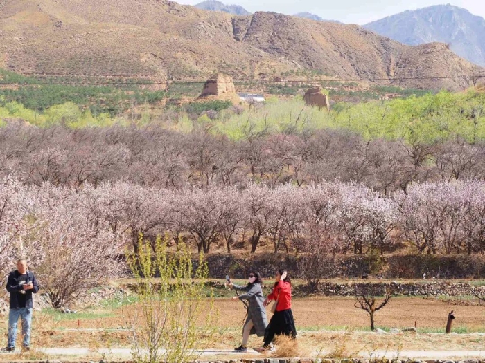 長城內(nèi)外百花香 ——長城國家文化公園建設(shè)巡禮