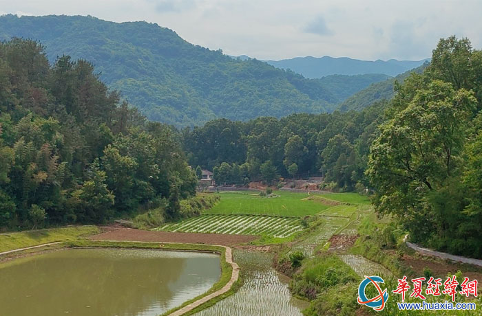 幾只朱鹮在草池灣的林間自由飛舞，在田間自在覓食。