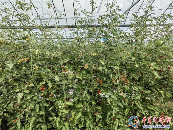 漢陰縣城關(guān)鎮(zhèn)中堰村的智慧大棚。