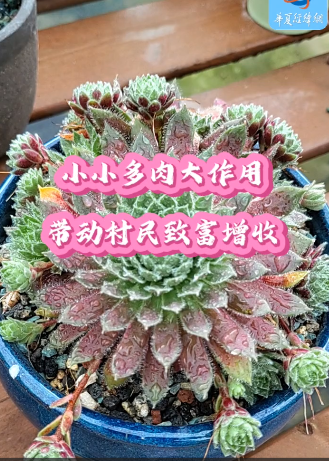 小小多肉大作用，帶動(dòng)村民致富增收