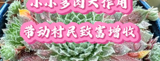 小小多肉大作用，帶動(dòng)村民致富增收