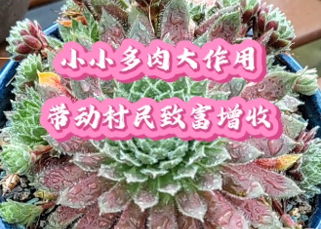 小小多肉大作用，帶動(dòng)村民致富增收