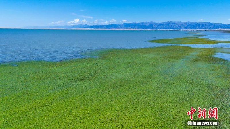博斯騰湖碧波蕩漾，荇菜花爭(zhēng)相綻放。