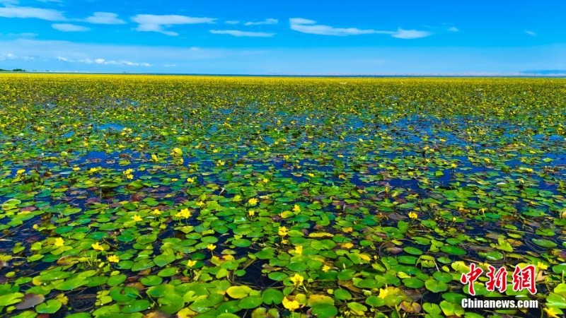 荇菜花開，嫩黃層疊。