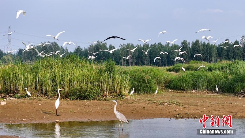 風(fēng)輕秋色美:河北內(nèi)丘濕地水鳥成群蹁躚
