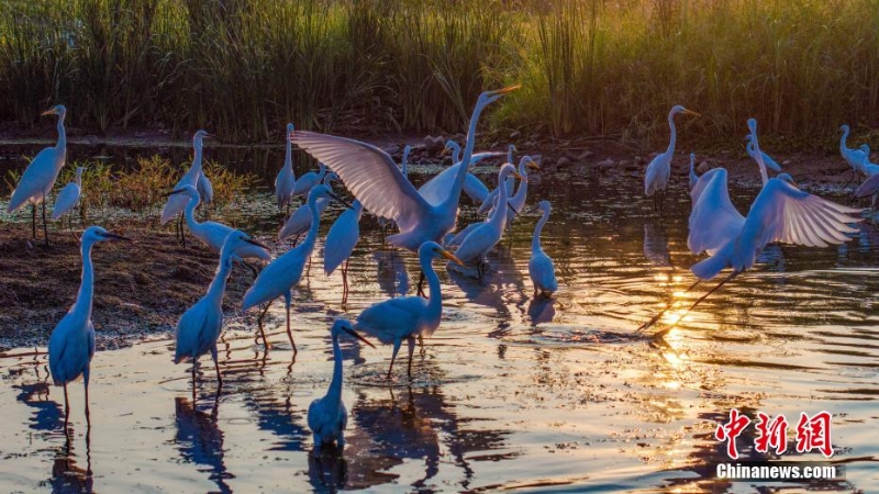 風(fēng)輕秋色美:河北內(nèi)丘濕地水鳥成群蹁躚