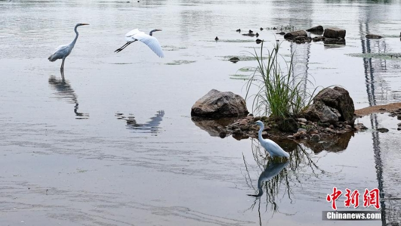 風(fēng)輕秋色美:河北內(nèi)丘濕地水鳥成群蹁躚