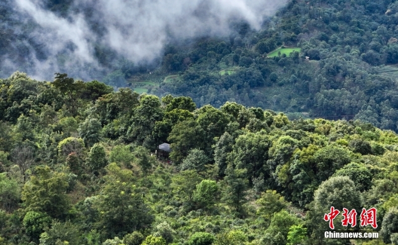 （聚焦中國(guó)高質(zhì)量發(fā)展）普洱景邁山古茶林文化景觀