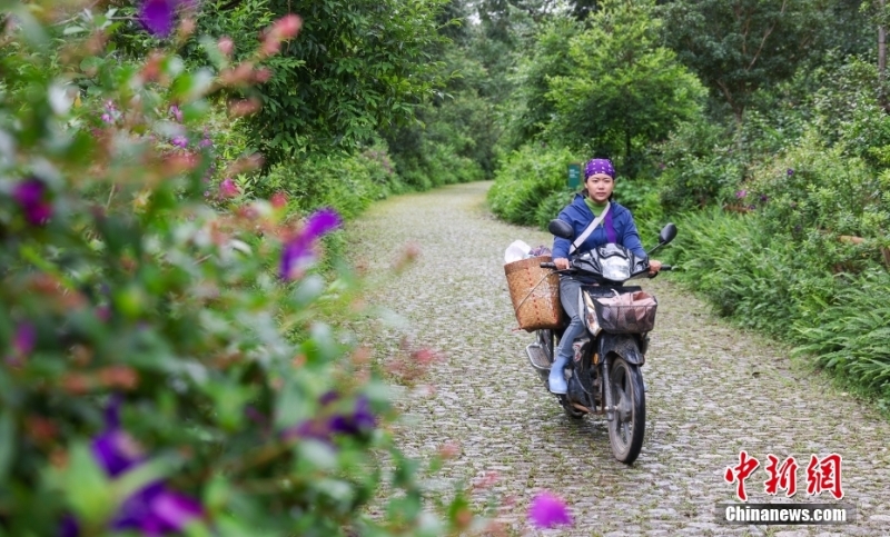（聚焦中國(guó)高質(zhì)量發(fā)展）普洱景邁山古茶林文化景觀