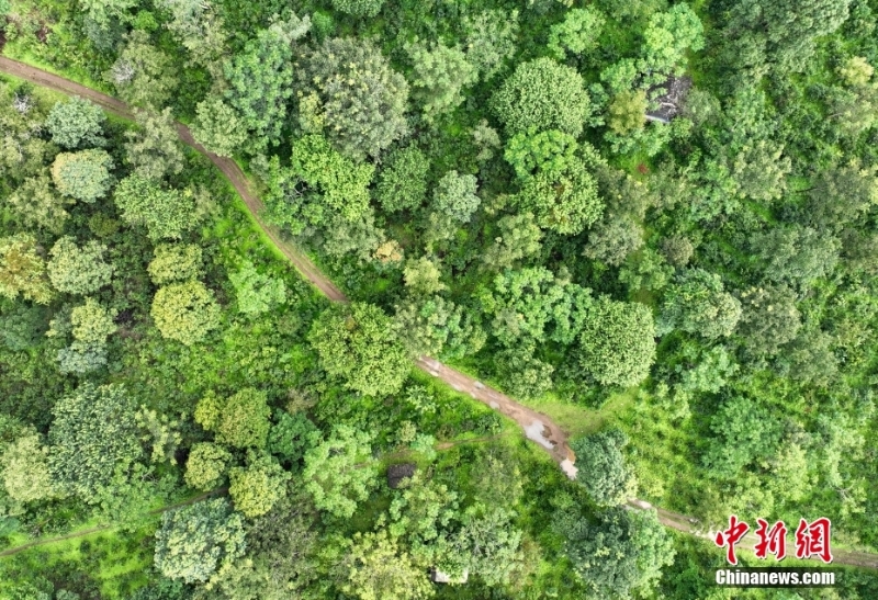 （聚焦中國(guó)高質(zhì)量發(fā)展）普洱景邁山古茶林文化景觀