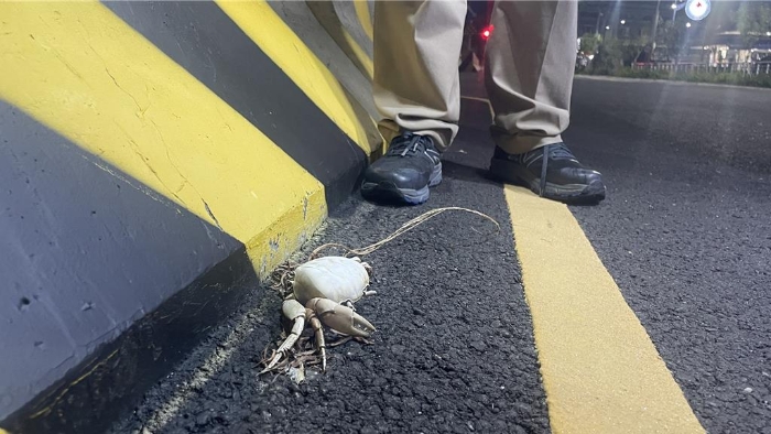 臺南陸蟹危機(jī)