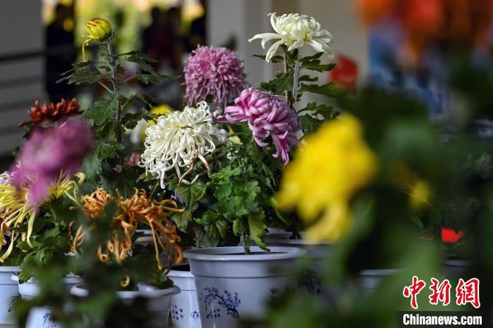 千余精品菊花匯聚南京爭奇斗艷