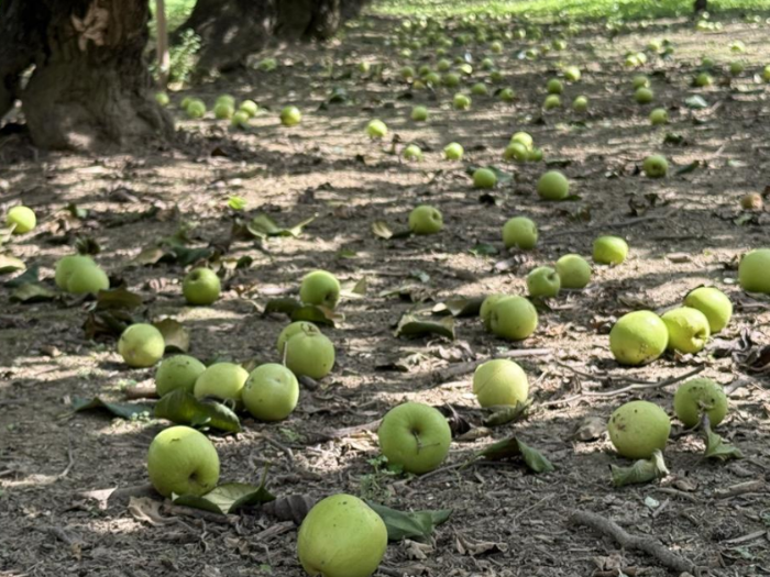 臺南市山區(qū)種植的臺農13號“雪莉”蜜棗農產品