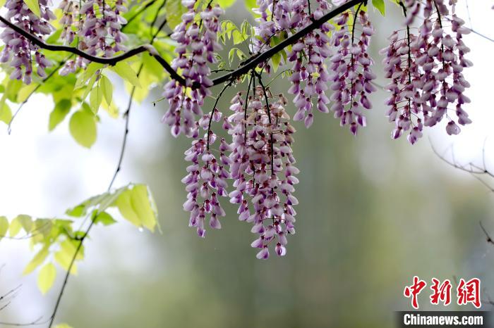 廣西三江：紫藤花開春意濃